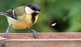 Grey tit bird 