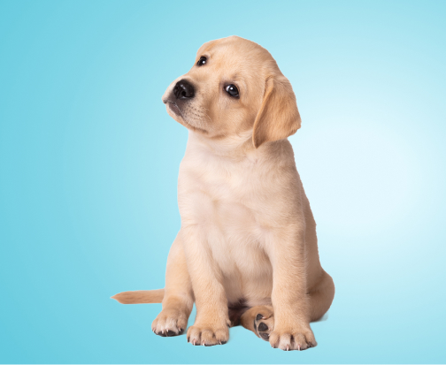 Yellow Labrador puppy